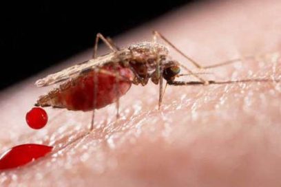 Dengue en Cuba: Cómo se comporta hasta la fecha y claves para su control