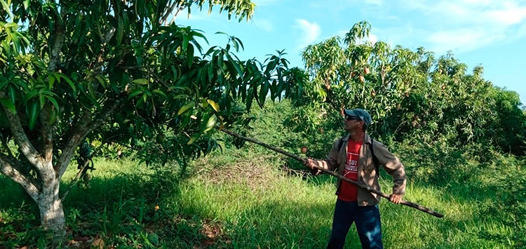 Además del aporte productivo, cercana celebración del aniversario 69 de los asaltos a los cuarteles Moncada y Carlos Manuel de Céspedes, también motivo el trabajo voluntario de este domingo. Foto: Yuleiky Obregón Macías