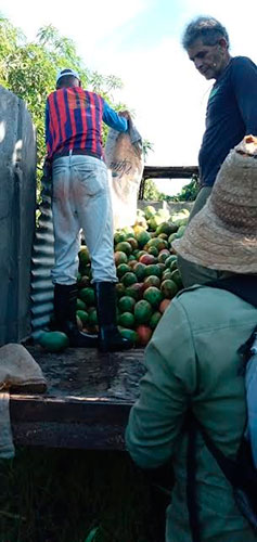 Los mangos cosechados en la CPA Ángel Montejo del municipio cabecera tienen como destino la industria conservera de la provincia. Foto: Yuleiky Obregón Macías