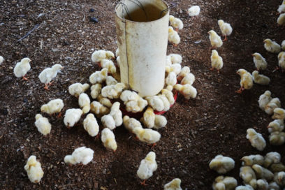 Incursiona Isla de la Juventud en cría de pollo de engorde