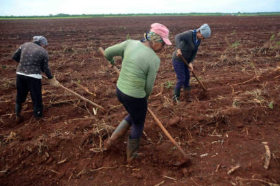 23 de agosto: Raíz de un nacimiento