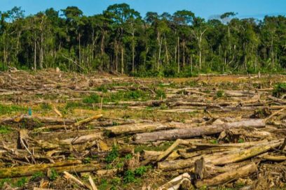 Elevada y peligrosa pérdida de bosques del planeta