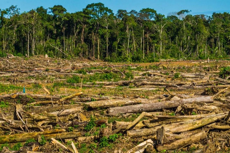 Elevada y peligrosa pérdida de bosques del planeta • Trabajadores
