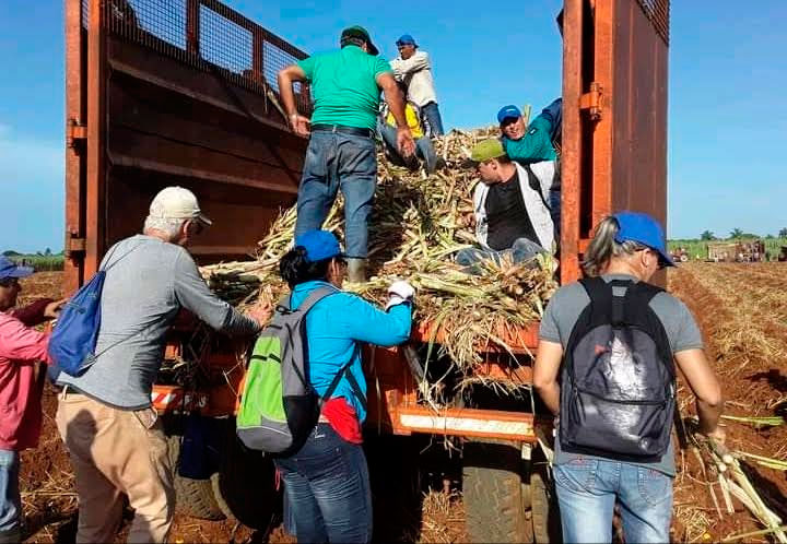 Sembrar más caña es la solución para la reanimación del sector agroindustrial azucarero en Ciego de Ávila. Foto: Neudel Quintero Matos