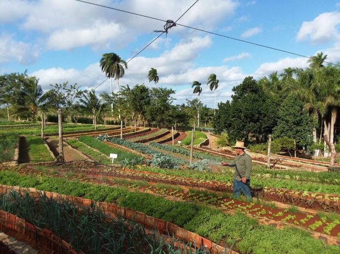 Variedad y modalidad de las siembras en Finca Marta, y él regando con las bondades del agua de lluvia recolectada. Foto: Tomada del Perfil en Facebook de Fernando Funes