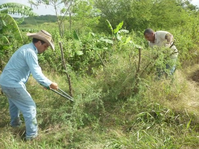 Con trabajo y constancia se han convertido tierras de marabú en una zona altamente productiva en Finca Marta. Foto: Tomada del Perfil en Facebook de Fernando Funes