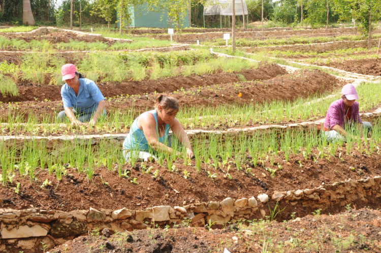 Se convierte esta Finca en un Proyecto que es Usuario de la Zona Especial de de Desarrrollo Mariel, y a la vez comercializa sus producciones de calidad y variedad. Foto: Tomada Por Humberto Líster