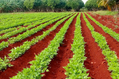 Entra en calor la campaña de frío