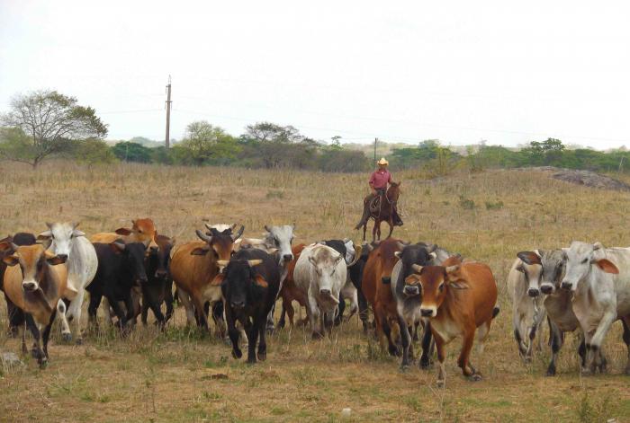 Trasladan ganado a lugares altos y seguros. Foto Tomada de Granma