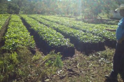 Priorizan recuperar plantaciones de café en provincias cubanas