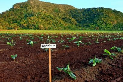 Exhibe atrasos campaña de siembra de frío en Isla de la Juventud