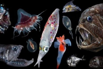 El cambio climático deteriora profundidades del océano y pone en riesgo la alimentación