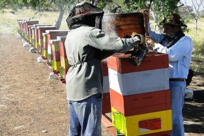 El dulzor de los apicultores de Cienfuegos