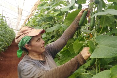 Celebran hoy en Ciego de Ávila Día del Trabajador Agropecuario