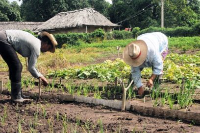 La FAO ante los desafíos de la crisis alimentaria