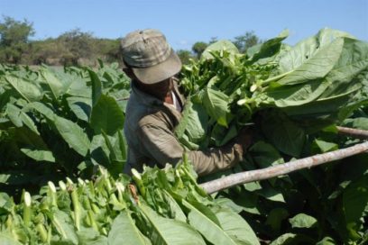 Impacto del bloqueo en reducción de la producción agroalimentaria