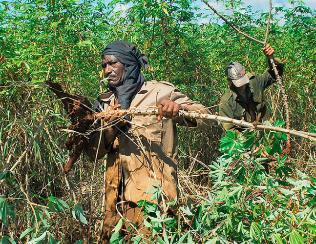 Los agropecuarios no se amilanan, hoy sacan alimentos del fango y enderezan los cultivos plegados ante la furia y las lluvias de Ian. Foto: Agustín Borrego Torres