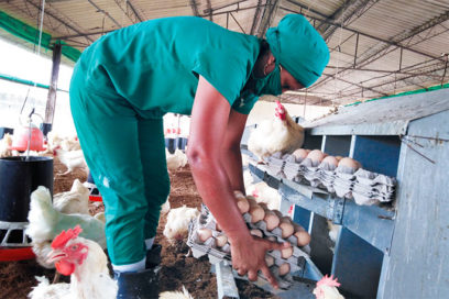 Un “gallo” inventor