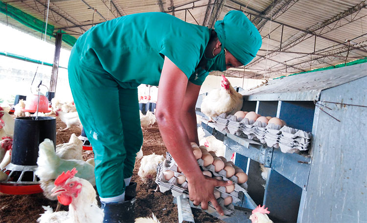 La rejilla metálica para comedero tubular contribuye a la eficiencia del lote de machos y hembras dedicados a la reproducción para el programa de pollo de ceba. foto: José Luis Martínez Alejo
