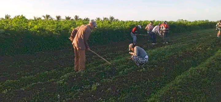 Miles de camagüeyanos se movilizaron hacia los campos para impulsar la economía. Foto: Cortesía de la CTC en Camagüey