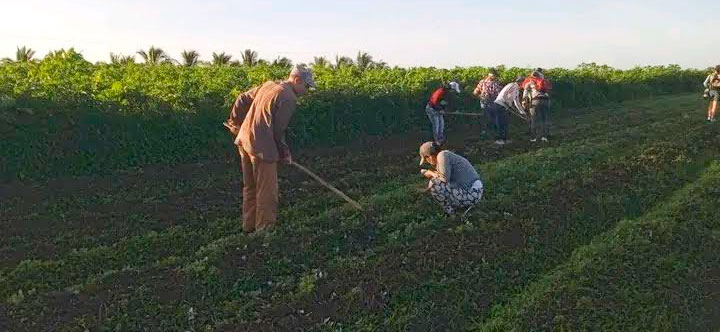 Miles de camagüeyanos se movilizaron hacia los campos para impulsar la economía. Foto: Cortesía de la CTC en Camagüey
