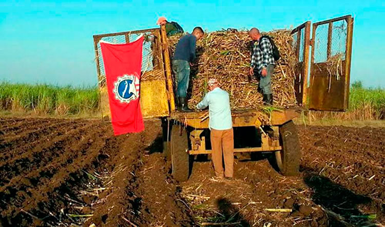 La siembra de caña correspondiente a la campaña de frío (junio─diciembre) ha tenido un impulso notable. Foto: Barreras Ferrán