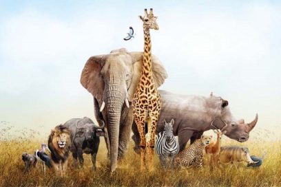 Pierde el planeta dos tercios de fauna silvestre en medio siglo