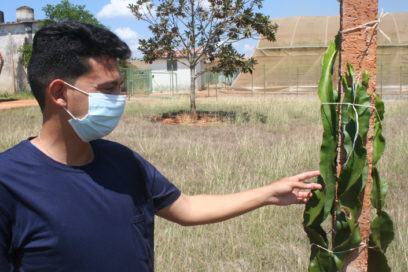 ¡Denle oportunidades a las pitahayas! (+ Fotos)