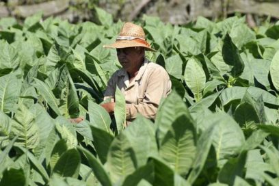 Cuba traza estrategias para producción tabacalera después de Ian