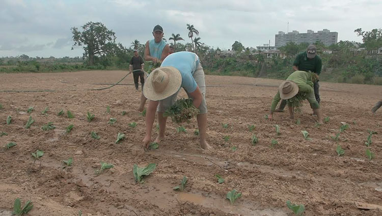 Con menos áreas pero en busca de mayores rendimientos los vegueros de Pinar del Río ya empezaron a sembrar tabaco. Foto: Pedro Paredes Hernández