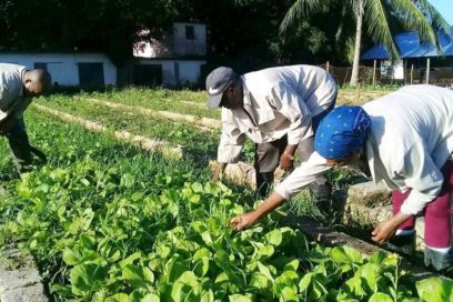 Brazos y corazones en los campos tuneros (+Fotos)