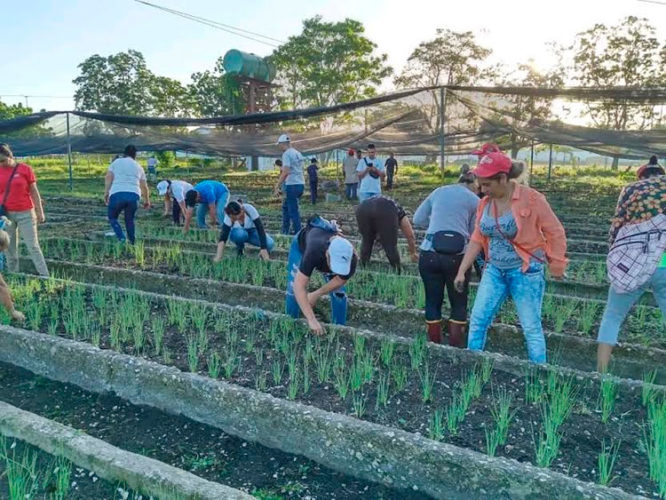 Diversas labores se realizaron en diferentes frentes agrícolas.