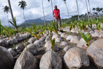 Manejo agroecológico multiplica posturas de coco en Baracoa