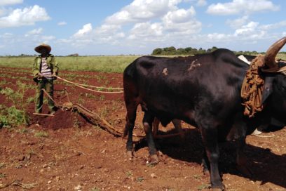 Las prioridades: la comida y el guajiro