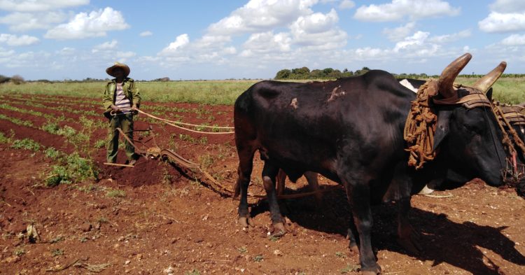 Sin campesino no hay comida, por eso la importancia de atender sus inquietudes a pie del surco. Foto: José Luis Martínez Alejo
