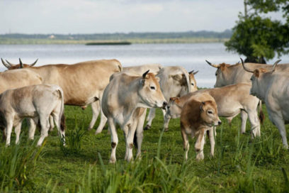 Publican proyecto de Ley de Fomento y desarrollo ganadero