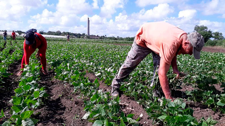 Trabajadores freyrenses de diferentes sectores se sumaron a las labores productivas en el Día Nacional de la Defensa. Foto: Lianne Fonseca