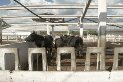 Ganaderos en recuperación
