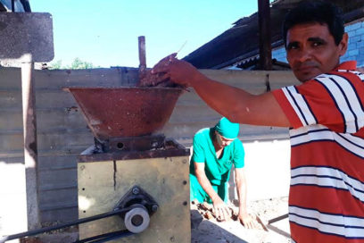 Moliendo obstáculos a favor del alimento porcino (+Fotos)