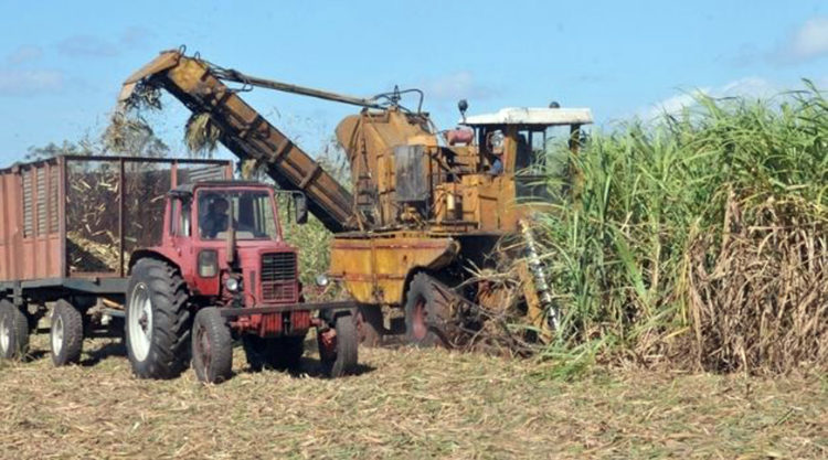 Ya en los campos cañeros se siente el accionar de las combinadas y equipos de transporte de la caña que molerá el central 14 de Julio a partir de mañana. En la foto, el pelotón de corte de la CPA Nicaragua Libre. Foto: periódico 5 de Septiembre.