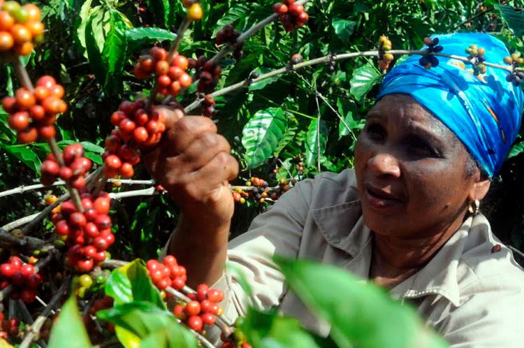 A lo largo de 64 años el gobierno revolucionario ha dignificado la vida de los pobladores serranos, que en Sagua de Tánamo son importantes artífices de la economía holguinera. Foto: Elder Leyva