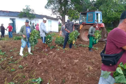Aporte a la producción de alimentos en aniversario del Trabajo Voluntario