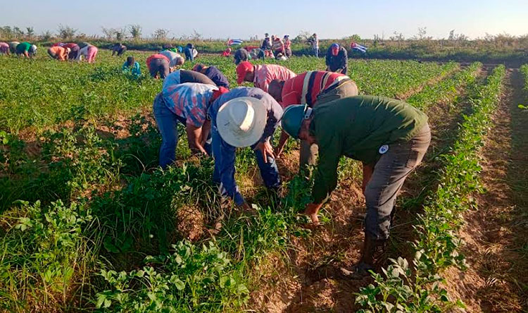 Contribuye la CTC de Pinar del Río con la producción de alimentos. Foto: Amarilis Vena