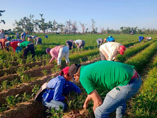 El cultivo de la papa con técnicas agroecológicas tiene entre sus exigencias ofrecer atenciones culturales a las plantaciones con rigor en cuanto al momento oportuno y la calidad de las mismas. Foto: Amarilis Vena