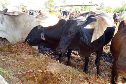 La certeza está en virarse para el campo (+ Fotos)