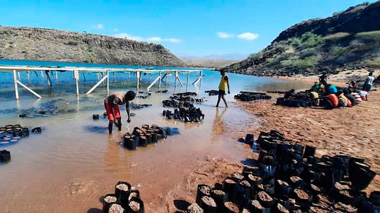 Las soluciones basadas en la naturaleza aprovechan la naturaleza y el poder de los ecosistemas saludables para proteger a las personas, optimizar las infraestructuras y salvaguardar un futuro estable y biodiverso. Foto: Tomada de OIT