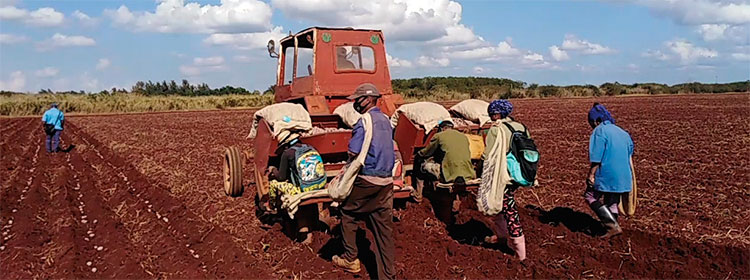 La siembra de papa es un ejemplo del impulso de la campaña de siembra de frío en la Empresa Agropecuaria Arnaldo Ramírez. Foto: José Luis Martínez Alejo