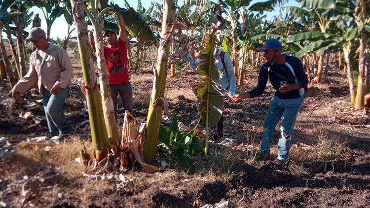Con aportes a la producción de alimentos el movimiento sindical saluda el nuevo cumpleaños de la organización que lo agrupa. Foto: Cortesía de Yinet Peña