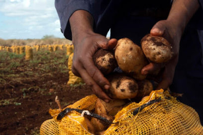 Establecen nuevos precios de acopio y minoristas de la papa