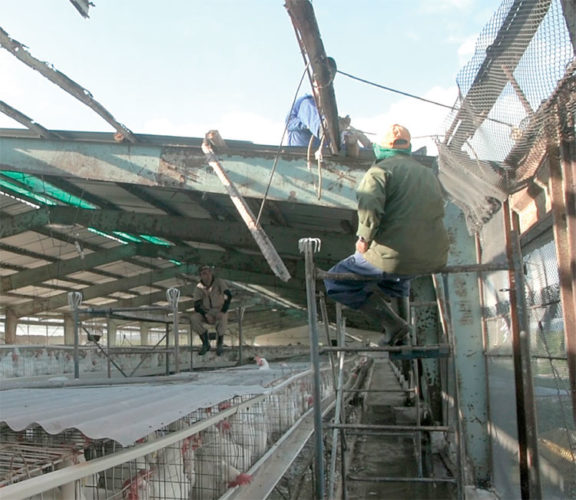 La inmediatez con que comenzaron las acciones de recuperación en la avicultura permitió proteger la masa avícola que sobrevivió al paso del huracán, y reiniciar la actividad productiva. Foto: Pedro Paredes Hernández